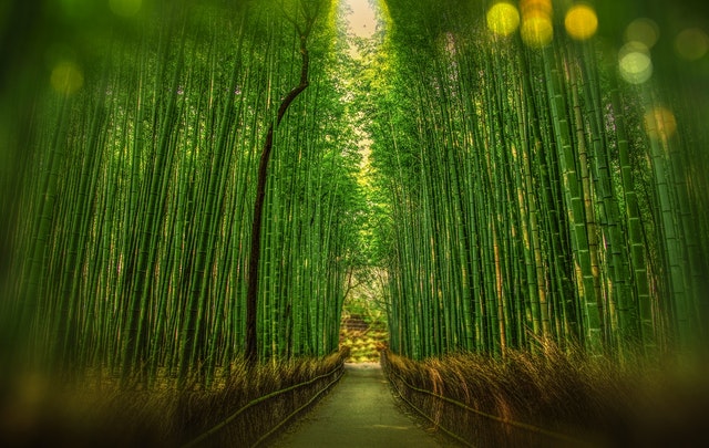 5x Bamboe Inspiratie Voor In De Tuin